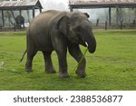 Small photo of The elephant, a majestic and intelligent creature, holds a revered place in the tapestry of Earth's biodiversity. Revered across cultures for centuries, these gentle giants embody strength, wisdom, an