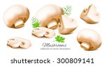 Collection Of Mushrooms. Vector ...