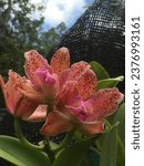 Small photo of Orange Katrina orchid in the garden.