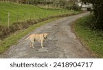 Small photo of labrador bitch on a country road in nature