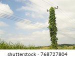 Electric Pole With Green Vines...