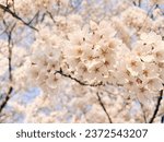 Small photo of Cherry blossoms, herald of spring