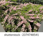 Small photo of A top view of blooming ree with pink flowers in the summer