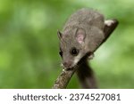 Small photo of dormouse in the forest on a branch