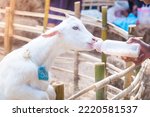 feeding baby goat with milk bottle at farm,Feed the hungry goat with milk