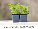 Triple Curly Parsley Planted in a Small black Pot	