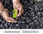 Small photo of hands of a miner planting a green plant on a coal heap, Environmental concept, carbon free, climate goal, Energy industry