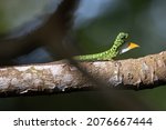 Small photo of Nature wildlife of Horned Flying lizard Strange shape animal The beautiful color. Displaying bullying behavior Other males to protect the territory.