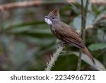 Small photo of Nature wildlife image of Penan Bulbul bird on deep Rainforest jungle