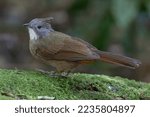 Small photo of Nature wildlife image of Penan Bulbul bird on deep Rainforest jungle