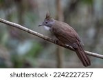 Small photo of Nature wildlife of Penan Bulbul bird on deep Rainforest jungle