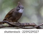 Small photo of Nature wildlife of Penan Bulbul bird on deep Rainforest jungle