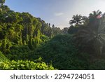 Small photo of Amazing beautiful nature deep green of virgin rain forest of Sabah, Borneo