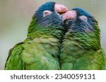 Small photo of Sweet Moments of Affection - Lovely Parrot Couple Sharing a Kiss - Heartwarming Avian