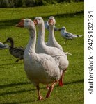 Animal  bird  geese  three ...