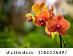 Orange Orchid  Flowers...