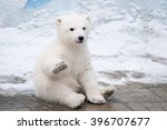 Little Polar Bear Sits Like A...