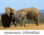 Small photo of Two elephants playfully nudge each other
