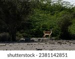 Small photo of A serene image of a herd of gazelles grazing in the lush green fields of Kish Island, Iran. The gazelles are small and graceful, and they move with a gentle gait.