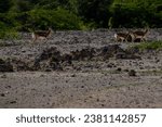 Small photo of A serene image of a herd of gazelles grazing in the lush green fields of Kish Island, Iran. The gazelles are small and graceful, and they move with a gentle gait.