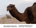 Small photo of A lone brown dromedary camel stands silhouetted against the setting sun in the Central Desert of Iran. The camel's long, slender neck is arched, and its humped back is a testament to its strength...