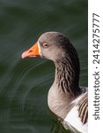 Small photo of This close-up portrait of a white goose with striking blue eyes and an orange beak against the backdrop of a serene lake exudes elegance and grace. The goose's serene gaze and unruffled demeanor.....