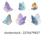 Small photo of Butterflies set, pastel colored butterflies isolated on white background