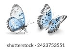 White and blue butterflies...