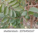 Small photo of Beautiful nature Green tree garden Ata Fruit Sprigs and Guava Tree Ata Fruit Tree