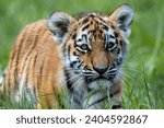 Amur Tiger Cub, Banham Zoo