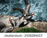 Pelican landing and fight in la ...