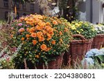 Heather  Chrysanthemum ...