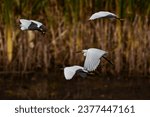 Animal  bird  heron image...