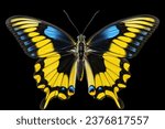 Yellow butterfly isolated on...