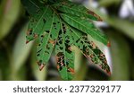 Small photo of The anthracnose disease of young mango leaves caused by the fungus. The symptoms are brown spots with zonate and discoloration around the lesions