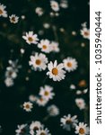 Small photo of Daisies vintage background. Closeup of daisy flower in vintage style. Somber daisy flowers. Vintage flower texture and background for design. Chamomile flower field at sundown.
