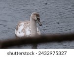 Small photo of Mute Swan, Cygnus Olor, on Wetland Reserve in rain