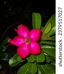 Small photo of This caption is simple and straightforward, but it accurately reflects the contrast between the bright pink flower and the dark green leaves.