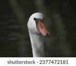 Animal bird  swan water wild