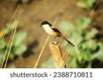 Small photo of Shrikes are well known for keeping larders of prey, such as large insects and small reptiles, by impaling them on thorny bushes or wires. Scientists have argued over the function of these stores, some