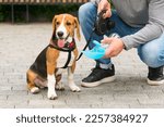 Small photo of the owner pours water into the drinker for the beagle dog, walking on the street, close-up