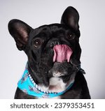 Small photo of Dog sessions with Loco the french bulldog