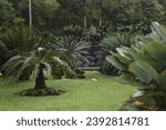 Small photo of Dwarf palm trees decorate the botanical garden landscape