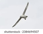 Small photo of Fulmar full wingspan grey sky