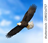 Small photo of Bald eagles are a charismatic and iconic species, and their resurgence in the wild serves as a testament to the success of conservation efforts in the United States