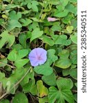 Small photo of A flower in bloom growing in a shrubbery