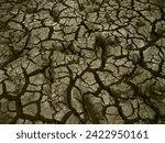 Small photo of During a long dry season, rice fields become barren and barren, this is a difficult season for rice farmers
