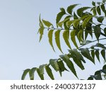 Small photo of Neem leaves background. Neem plant close view. Neem tree close up.