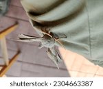 Poplar Hawk moth. Laothoe populi. Big hawker. night butterflies. antennae and butterfly wings. hawker on hand.