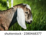 Small photo of south african boer goat or goatling doeling portrait on nature outdoor